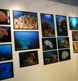 A exposição Rede Abrolhos: Monitorando o Maior Complexo Coralíneo do Atlântico Sul faz parte das comemorações do aniversário do Jardim Botânico  Foto: Agência Brasil