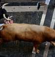 Touros passam sobre homem durante evento em Pamplona  Foto: Reuters