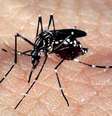 Os dois vírus são transmitidos pelo mosquito Aedes aegypti  Foto: Arquivo/Agência Brasil