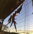 Ibama e ONG soltam cerca de 30 araras-canindé e tucanos apreendidos no comércio ilegal de animais; muitas das aves resgatadas do tráfico precisam ser 'treinadas' para se adaptar.  Foto: BBCBrasil