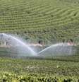 Fazenda de café em Santo Antônio do Jardim, em São Paulo  Foto: Reuters