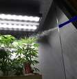 Grupos querem abrir clubes de cultivo de maconha em massa no Brasil nos próximos meses   Foto: BBC News Brasil