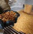 Em foto de arquivo, operador mostra grão de milho em usina GreenField Ethanol em Ontario, Canadá
10/4/2008 REUTERS/Mark Blinch/Files 
  Foto: Reuters