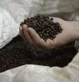 Safra do maior produtor e exportador global de café deve totalizar 47,2 milhões de sacas de 60 kg, projetou o IBGE.  Foto: Reuters