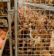 Pesticida fipronil foi utilizado em produções avícolas na Holanda para combater ácaros em galinhas  Foto: Deutsche Welle