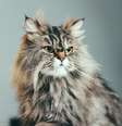 Retrato de um gato persa  Foto: iStock