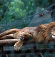 Leão dorme em jaula no zoológico de Caracas
12/07/2017 REUTERS/Carlos Jasso  Foto: Reuters