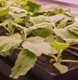 Descoberta feita em estudo com planta do tabaco pode transformar produção de vacinas  Foto: Centro John Innes / BBC News Brasil