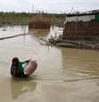Mulher carrega pertences em área alagada em Gaibandha, Bangladesh 19/08/2017 REUTERS/Mohammad Ponir Hossain  Foto: Reuters