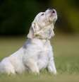 Cães normalmente substituem o latido pelo uivo em situações específicas para chamar a atenção  Foto: iStock