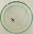 Mosquito da malária  Foto: BBC News Brasil