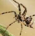A aranha pirata (Ero sp.) na teia de outra aranha  Foto: Stephen Dalton/Naturepl.com / BBC News Brasil