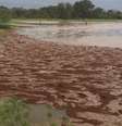 Rede de formigas de fogo  Foto: BBC News Brasil