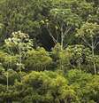 Amazônia leva umidade para toda a América do Sul, influencia regime de chuvas na região, contribui para estabilizar o clima global e ainda tem a maior biodiversidade do planeta.  Foto: Getty Images 