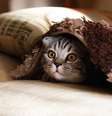 Gato  Foto: Canaltech