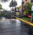 Miami - Árvore caída na pista devido aos fortes ventos das primeiras chuvas ligadas ao Furacão Irma em Miami  Foto: Agência Brasil