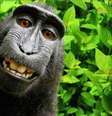 macaco naruto  Foto: Canaltech