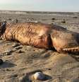 Imagem da criatura na praia  Foto: BBC News Brasil