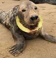 Foca com anel de frisbee em volta do pescoço  Foto: BBC News Brasil