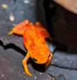Sapo da espécie Brachycephalus pitanga tem cerca de dois centímetros e pele alaranjada  Foto: Deutsche Welle