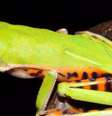 Pithecopus araguaius foi identificada no Mato Grosso por pesquisa de campo que começou em 2010 (Foto: Divulgação)   Foto: BBC News Brasil