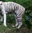 Tigre branco  Foto: BBC News Brasil