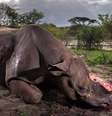 Rinoceronte com o chifre arrancado  Foto: BBC News Brasil