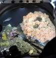 Coral de água fria visto de dentro de um submarino  Foto: BBC News Brasil