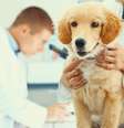 Cães são considerados intermediários do parasita para humanos, e recomendação do Ministério da Saúde é eutanásia   Foto: iStock