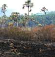 Brigadistas e voluntários trabalharam 24 horas por dia para combater o incêndio no Parque Nacional da Chapada dos Veadeiros  Foto: Agência Brasil