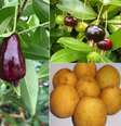 No sentido horário, grumixama, bacupari-mirim, ubajaí, araçá-piranga e cereja-do-rio-grande, candidatas a novas "superfrutas", segundo cientistas Foto: Helton Muniz / Severino de Alencar   Foto: BBC News Brasil