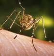 mosquito  Foto: Canaltech