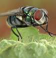Mosca doméstica e varejeira carregam, cada uma, cerca de 300 tipos de bactérias | Foto: Ana Junqueira e Stephan Schuster  Foto: BBC News Brasil