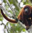 Brasil não vacina animais silvestres contra doenças. Para especialistas, medida ajudaria a cortar a circulação da febre amarela  Foto: Getty Images / BBC News Brasil