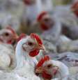Aves são vistas em propriedade em Lapa, Brasil 
31/05/2016  REUTERS/Rodolfo Buhrer  Foto: Reuters