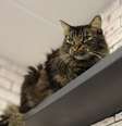 Crie espaços para seus gatos ficarem confortáveis em casa  Foto: Shutterstock