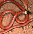 Biólogo brasileiro reúne em livro ilustrado imagens de todas as cobras já identificadas no Cerrado | Foto: Divulgação  Foto: BBC News Brasil