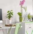 Plantas e flores trazem muito mais harmonia e tranquilidade ao ambiente/  Foto: Shutterstock