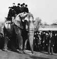 Jumbo passeia com visitantes do zoológico de Londres; peso provocou lesões nos quadris e joelhos do elefante | Foto: Wiki Commons  Foto: BBC News Brasil