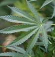 Plantação de maconha nas redondezas da cidade de Casas Grandes, no México 18/06/2011 REUTERS/Jose Luis Gonzalez  Foto: Reuters