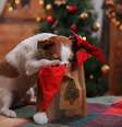 Cachorros costumam xeretar comidas e decorações de Natal | Foto: Getty Images  Foto: BBC News Brasil