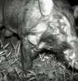 Peludos e com verruga na face, os suínos foram filmados em Java, na Indonésia | Foto: Chester Zoo  Foto: BBC News Brasil