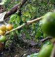 Ferrugem pode diminuir oferta do café no mercado global e levar a aumento dos preços | Foto: Getty Images  Foto: BBC News Brasil