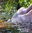 Pesquisador narra impacto do uso da carne de botos como isca para peixes contaminados por mercúrio no rio Amazonas | Foto: Fundacao Omacha  Foto: BBC News Brasil