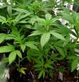 Uso recreativo da maconha é liberado na Califórnia  Foto: ANSA / Ansa - Brasil