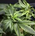 Maconha é vista à venda em feira em Los Angeles, Estados Unidos 11/07/2014 REUTERS/David McNew   Foto: Reuters