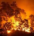 Pesquisadores apontam que aves alastram incêndios para capturar suas presas com mais facilidade  Foto: Getty Images / BBC News Brasil