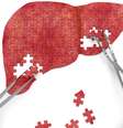 A hepatite ataca o fígado e pode ser fatal  Foto: Getty Images / BBC News Brasil
