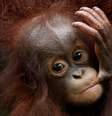 Filhote orangotango fêmea Khansa, durante apresentação de recém-nascidos no zoológico de Cingapura 11/01/2018 REUTERS/Edgar Su  Foto: Reuters