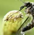 O mosquito aedes aegypti, que transmite a febre amarela no meio urbano  Foto: DW / Deutsche Welle